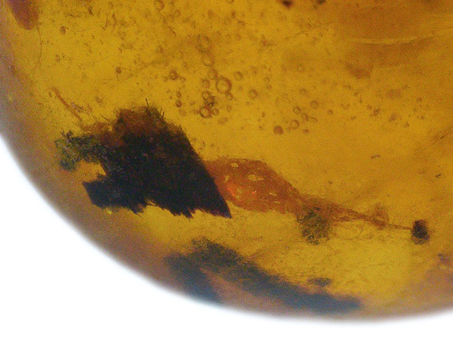 植物片多数内包!世界的産地の一つ、ドミニカから発見された、約3000万年前の琥珀(Amber)(その4)