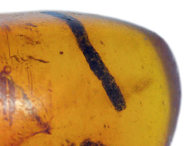 植物片多数内包!世界的産地の一つ、ドミニカから発見された、約3000万年前の琥珀(Amber)(その6)