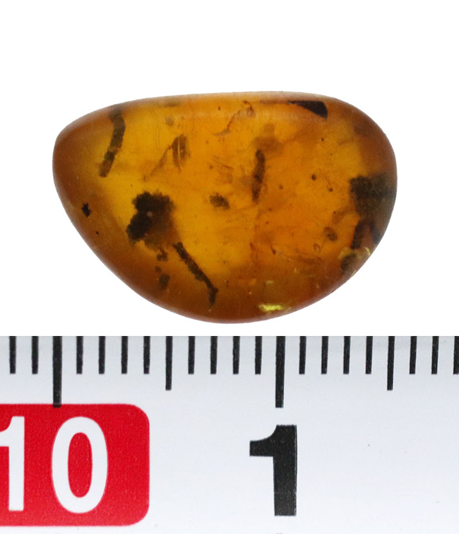 植物片多数内包!世界的産地の一つ、ドミニカから発見された、約3000万年前の琥珀(Amber)(その8)