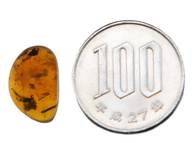植物片多数内包!世界的産地の一つ、ドミニカから発見された、約3000万年前の琥珀(Amber)(その9)