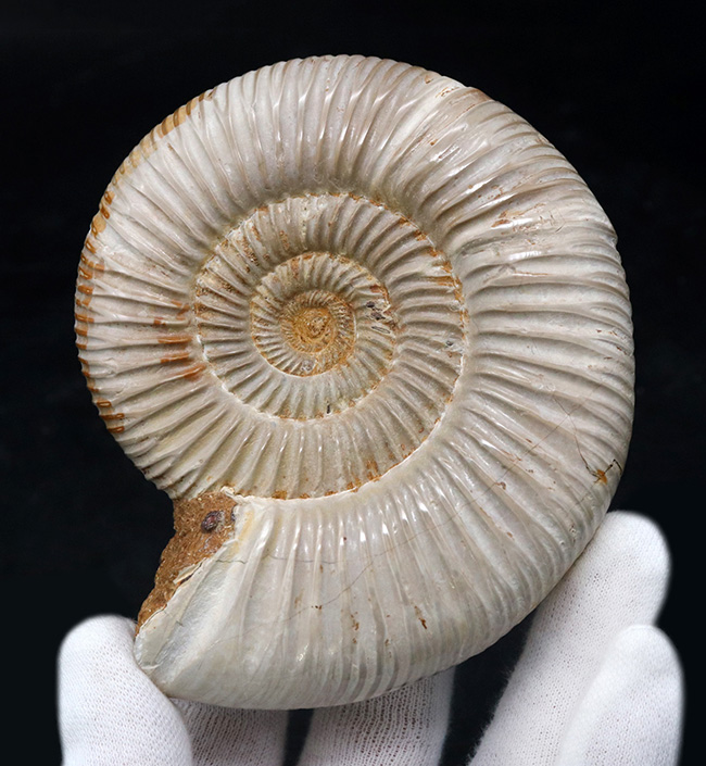 両面ともに保存状態良好なマダガスカル産のアンモナイト、ペリスフィンクテス(Perisphinctes)の上質化石(その1)