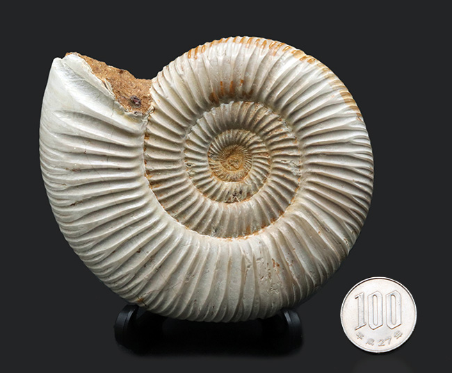 両面ともに保存状態良好なマダガスカル産のアンモナイト、ペリスフィンクテス(Perisphinctes)の上質化石(その11)