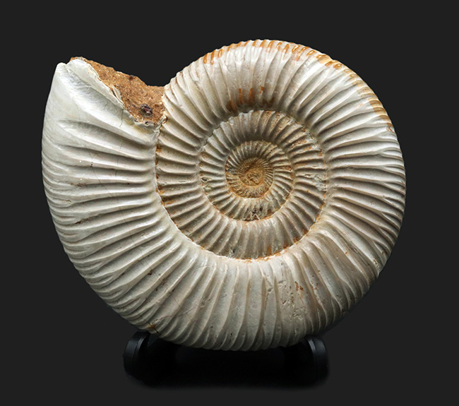 両面ともに保存状態良好なマダガスカル産のアンモナイト、ペリスフィンクテス(Perisphinctes)の上質化石(その2)