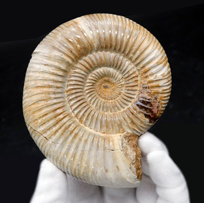 両面ともに保存状態良好なマダガスカル産のアンモナイト、ペリスフィンクテス(Perisphinctes)の上質化石(その3)