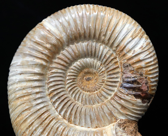 両面ともに保存状態良好なマダガスカル産のアンモナイト、ペリスフィンクテス(Perisphinctes)の上質化石(その4)