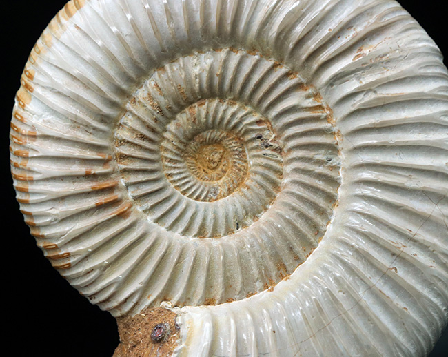 両面ともに保存状態良好なマダガスカル産のアンモナイト、ペリスフィンクテス(Perisphinctes)の上質化石(その5)