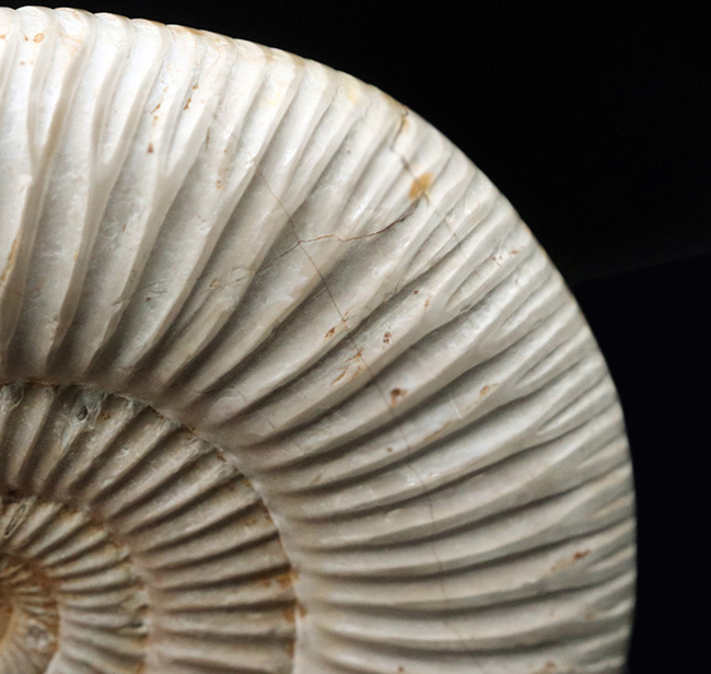 両面ともに保存状態良好なマダガスカル産のアンモナイト、ペリスフィンクテス(Perisphinctes)の上質化石(その6)