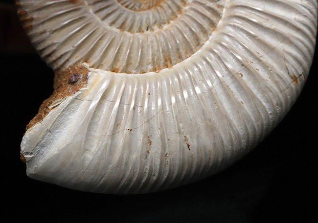 両面ともに保存状態良好なマダガスカル産のアンモナイト、ペリスフィンクテス(Perisphinctes)の上質化石(その7)