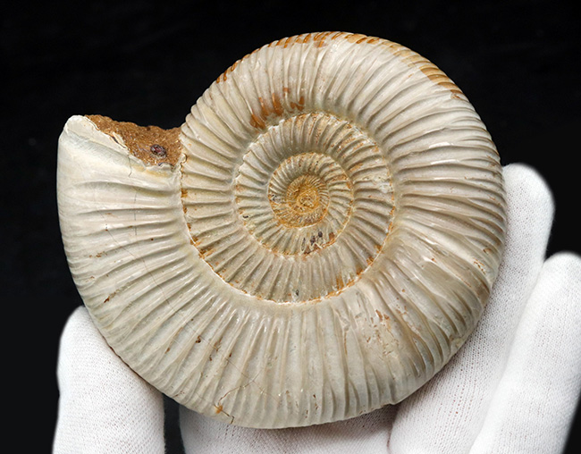 両面ともに保存状態良好なマダガスカル産のアンモナイト、ペリスフィンクテス(Perisphinctes)の上質化石(その8)