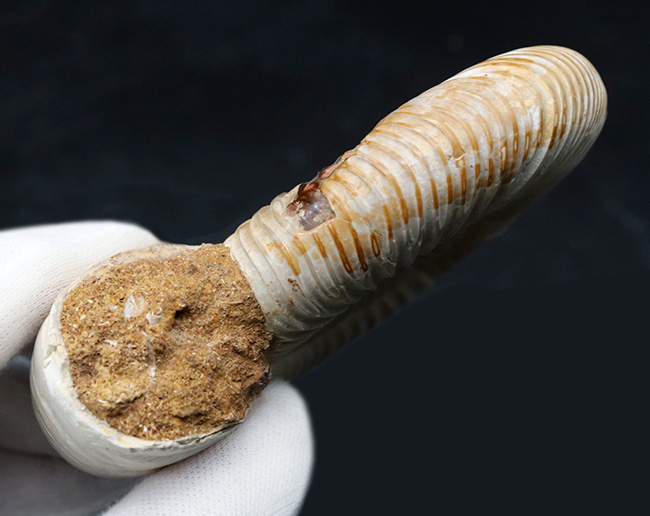 両面ともに保存状態良好なマダガスカル産のアンモナイト、ペリスフィンクテス(Perisphinctes)の上質化石(その9)