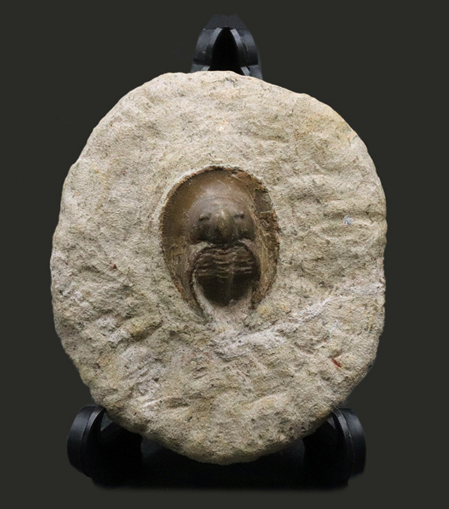 ”ハットを被った”三葉虫、オンニア（Onnia）の化石（その1）