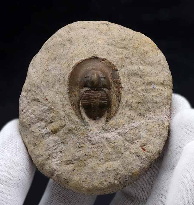 ”ハットを被った”三葉虫、オンニア（Onnia）の化石（その3）