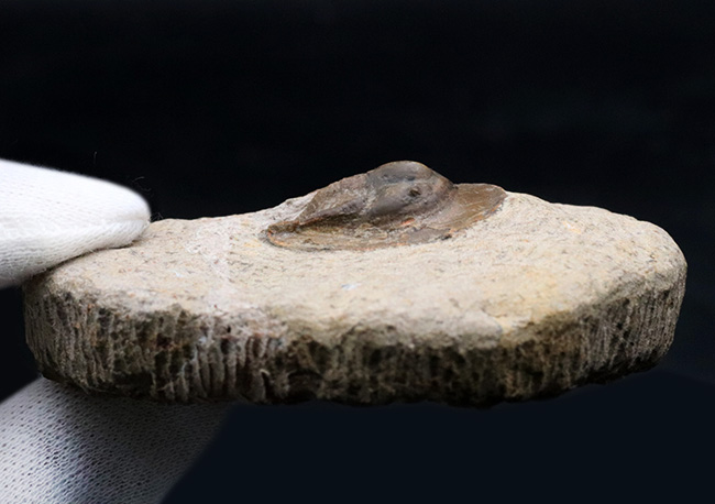 ”ハットを被った”三葉虫、オンニア（Onnia）の化石（その5）