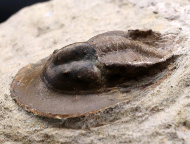 ”ハットを被った”三葉虫、オンニア（Onnia）の化石（その6）