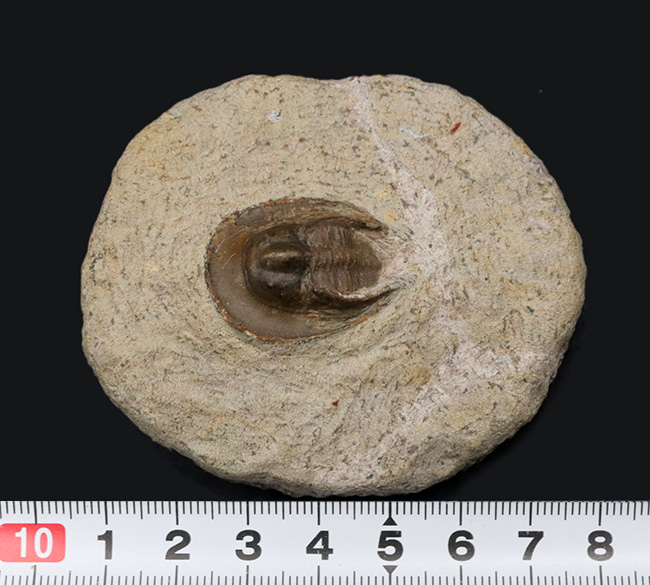 ”ハットを被った”三葉虫、オンニア（Onnia）の化石（その7）