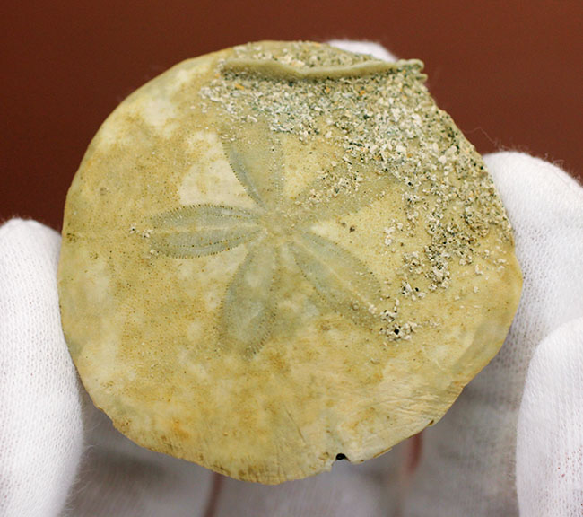 この時代、世界中に繁栄していたコイン型のウニ、デンドラスター（Dendraster gibbsi）の化石。秋田県西黒沢産。（その3）