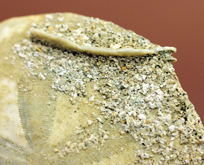 この時代、世界中に繁栄していたコイン型のウニ、デンドラスター（Dendraster gibbsi）の化石。秋田県西黒沢産。（その4）
