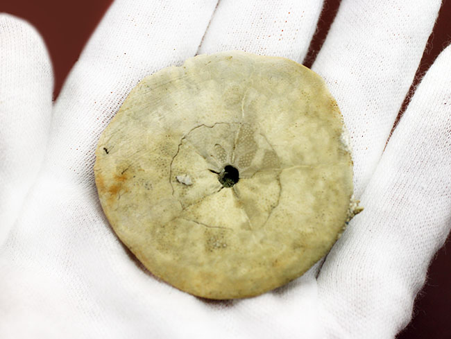 この時代、世界中に繁栄していたコイン型のウニ、デンドラスター(Dendraster gibbsi)の化石。秋田県西黒沢産。(その6)