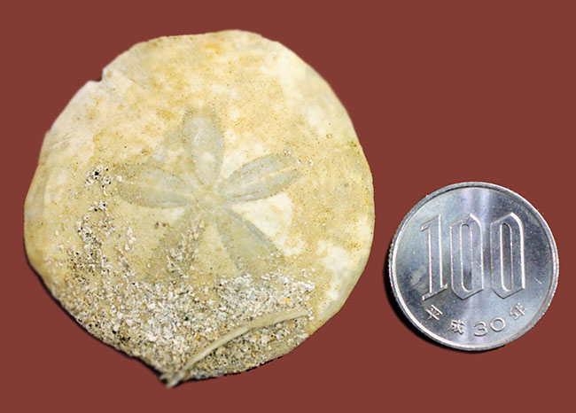 この時代、世界中に繁栄していたコイン型のウニ、デンドラスター（Dendraster gibbsi）の化石。秋田県西黒沢産。（その9）