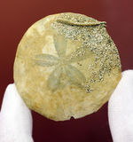 この時代、世界中に繁栄していたコイン型のウニ、デンドラスター（Dendraster gibbsi）の化石。秋田県西黒沢産。