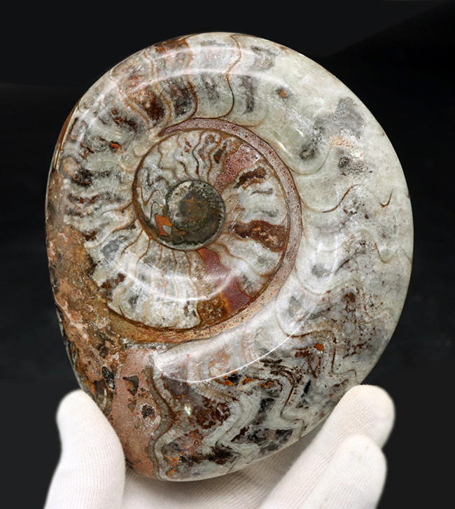 大判直径最大部１３３ミリ！古生代の海の主役、アンモナイトの祖先、ゴニアタイト（goniatite）の化石（その1）