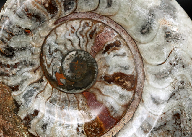 大判直径最大部１３３ミリ！古生代の海の主役、アンモナイトの祖先、ゴニアタイト（goniatite）の化石（その2）