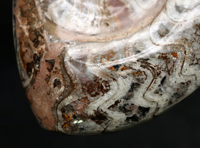 大判直径最大部133ミリ！古生代の海の主役、アンモナイトの祖先