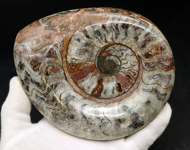 大判直径最大部133ミリ！古生代の海の主役、アンモナイトの