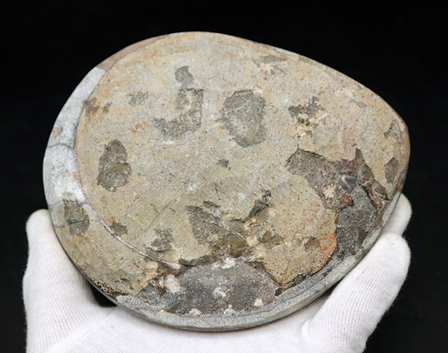 大判直径最大部１３３ミリ！古生代の海の主役、アンモナイトの祖先、ゴニアタイト（goniatite）の化石（その6）