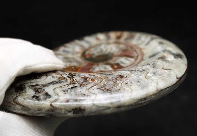 大判直径最大部133ミリ！古生代の海の主役、アンモナイトの祖先