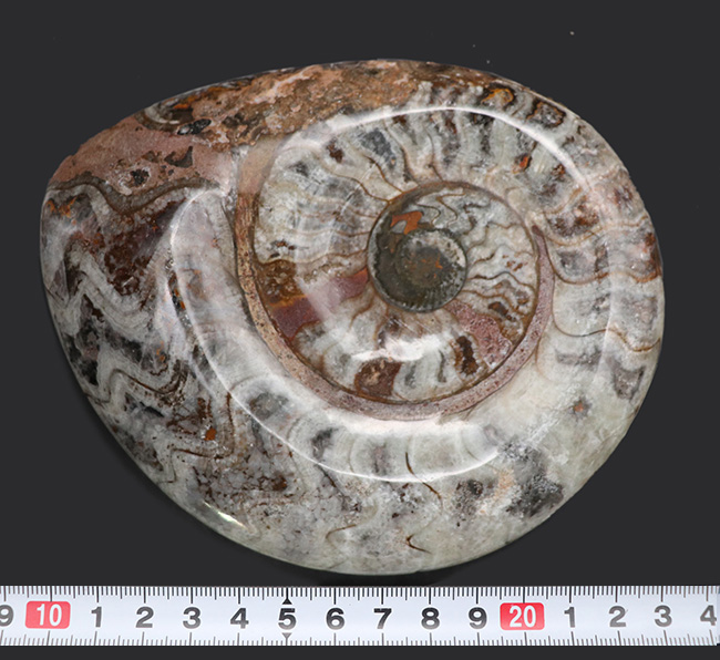 大判直径最大部１３３ミリ！古生代の海の主役、アンモナイトの祖先、ゴニアタイト（goniatite）の化石（その8）