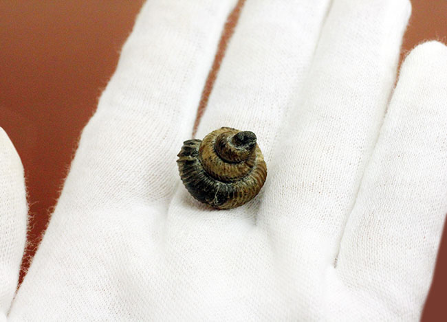 日本人の名前がついた、アンモナイト、ユーボストリコセラス