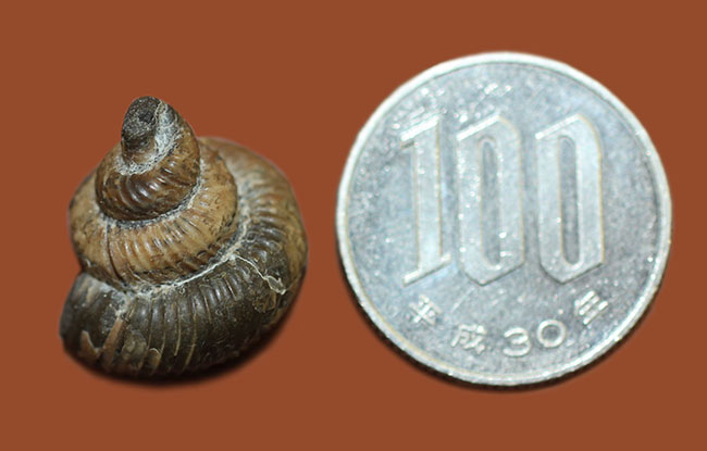 日本人の名前がついた、アンモナイト、ユーボストリコセラス