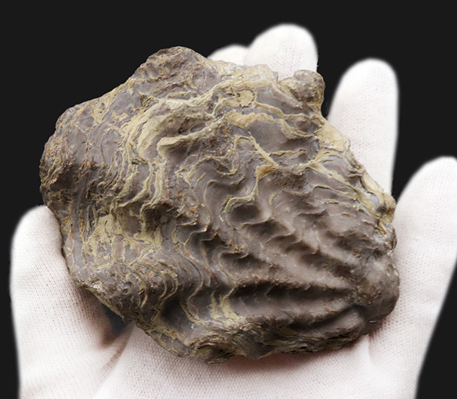 ９センチオーバー！ペルー産の白亜紀の牡蠣（カキ）の化石（その2）