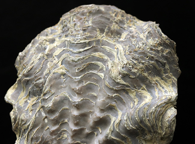 ９センチオーバー！ペルー産の白亜紀の牡蠣（カキ）の化石（その3）
