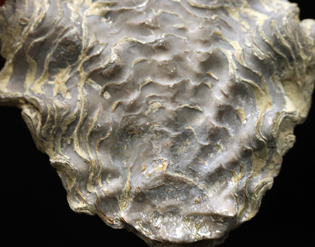 9センチオーバー！ペルー産の白亜紀の牡蠣（カキ）の化石 化石 販売