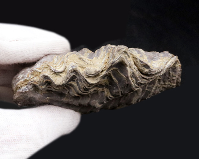 ９センチオーバー！ペルー産の白亜紀の牡蠣（カキ）の化石（その5）