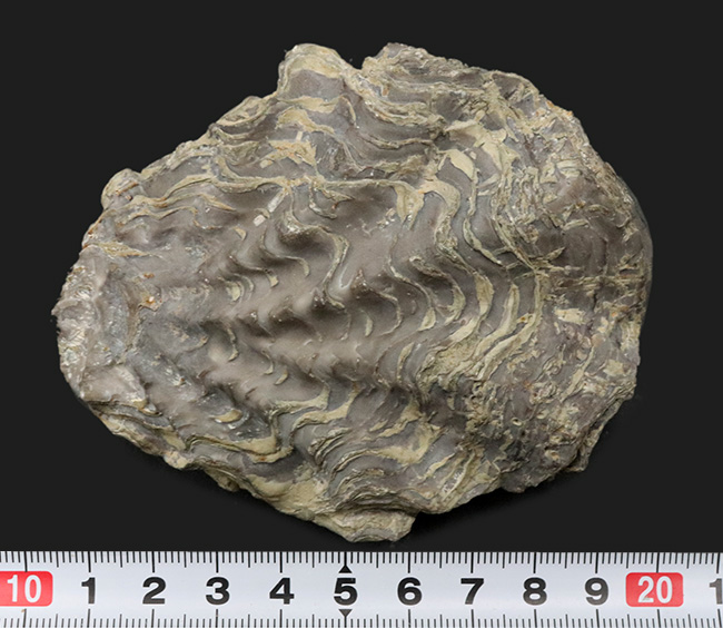 ９センチオーバー！ペルー産の白亜紀の牡蠣（カキ）の化石（その6）