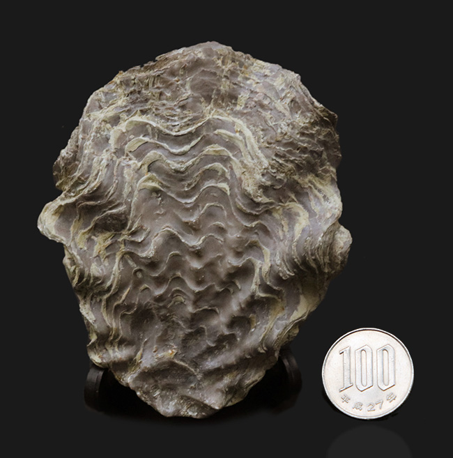 ９センチオーバー！ペルー産の白亜紀の牡蠣（カキ）の化石（その7）