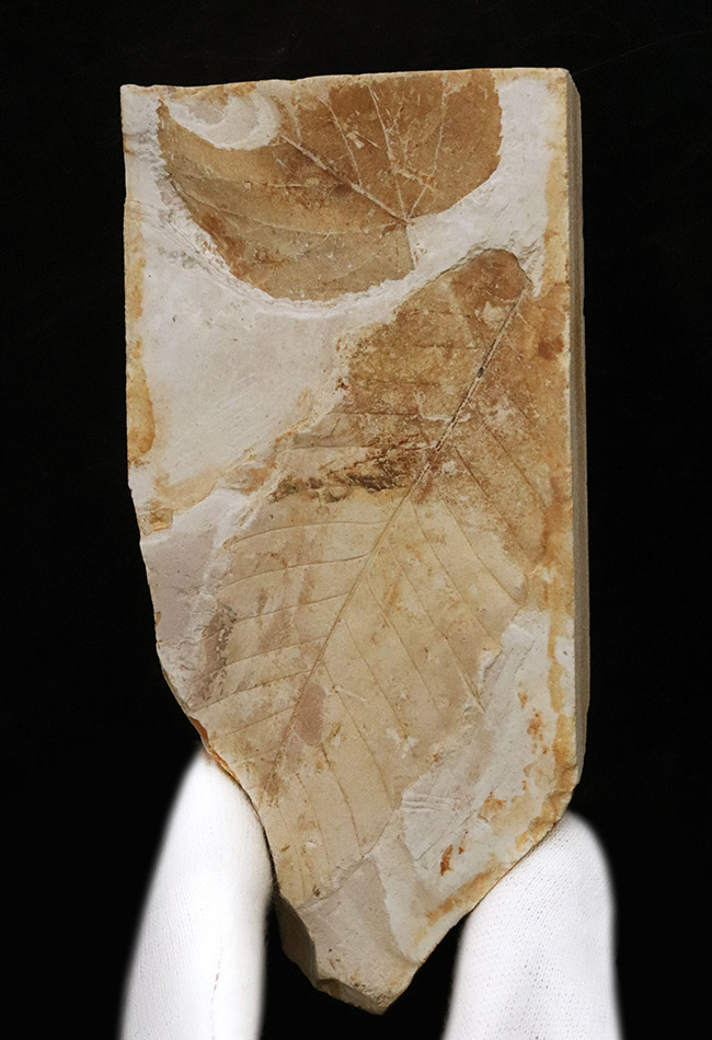 すでに古代人がいた時代の標本!大きな葉っぱが鑑賞できる、栃木県那須塩原産の木の葉の化石(その1)