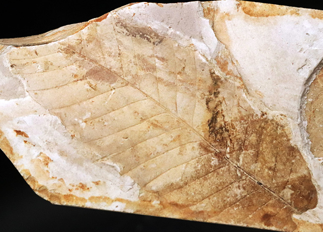 すでに古代人がいた時代の標本!大きな葉っぱが鑑賞できる、栃木県那須塩原産の木の葉の化石(その2)