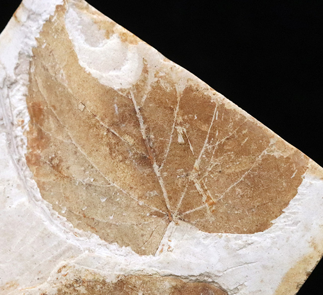 すでに古代人がいた時代の標本!大きな葉っぱが鑑賞できる、栃木県那須塩原産の木の葉の化石(その3)