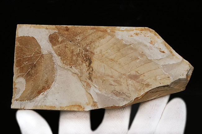 すでに古代人がいた時代の標本!大きな葉っぱが鑑賞できる、栃木県那須塩原産の木の葉の化石(その4)