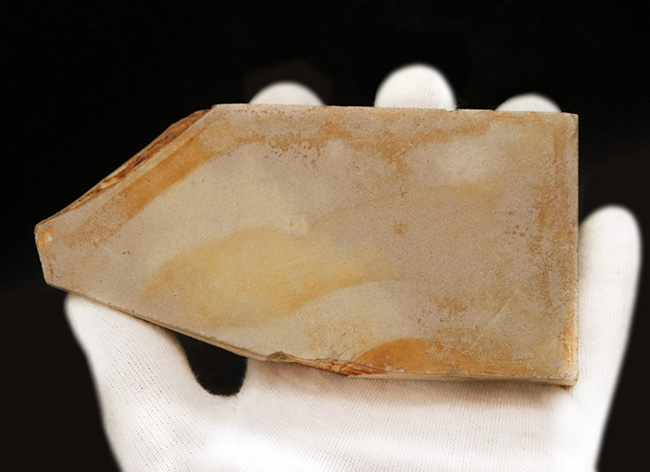 すでに古代人がいた時代の標本!大きな葉っぱが鑑賞できる、栃木県那須塩原産の木の葉の化石(その5)