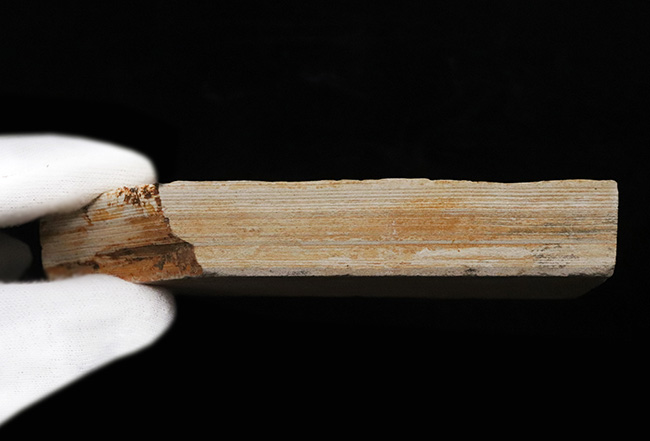 すでに古代人がいた時代の標本!大きな葉っぱが鑑賞できる、栃木県那須塩原産の木の葉の化石(その6)