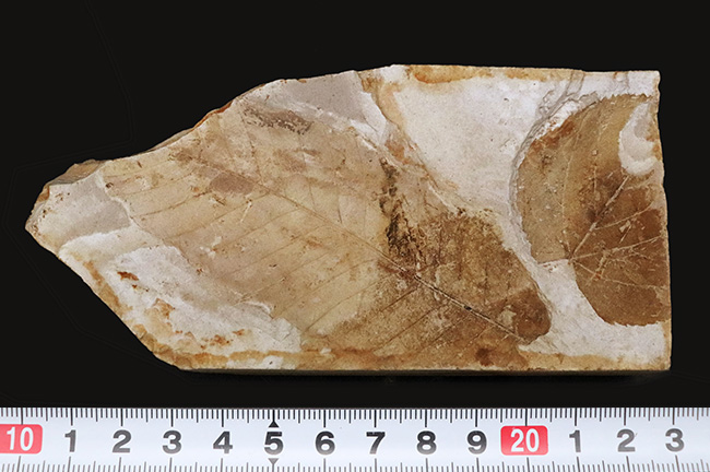 すでに古代人がいた時代の標本!大きな葉っぱが鑑賞できる、栃木県那須塩原産の木の葉の化石(その7)