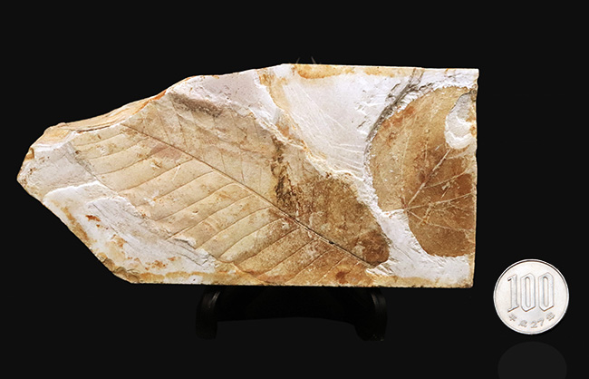 すでに古代人がいた時代の標本!大きな葉っぱが鑑賞できる、栃木県那須塩原産の木の葉の化石(その8)