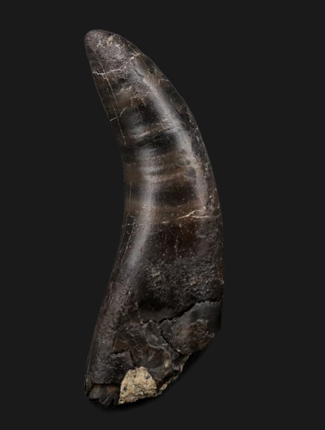 14年の社史で初めてのご紹介、最高の希少性を持つ、ケラトサウルス(Ceratosaurus)の歯化石。保存状態は抜群、サイズあり(その1)