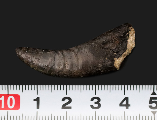 14年の社史で初めてのご紹介、最高の希少性を持つ、ケラトサウルス(Ceratosaurus)の歯化石。保存状態は抜群、サイズあり(その10)
