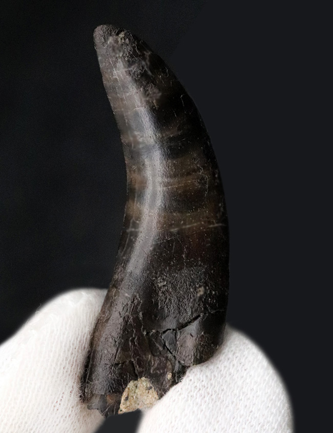 14年の社史で初めてのご紹介、最高の希少性を持つ、ケラトサウルス(Ceratosaurus)の歯化石。保存状態は抜群、サイズあり(その2)